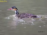 Heliornis fulica